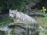 Snow leopard