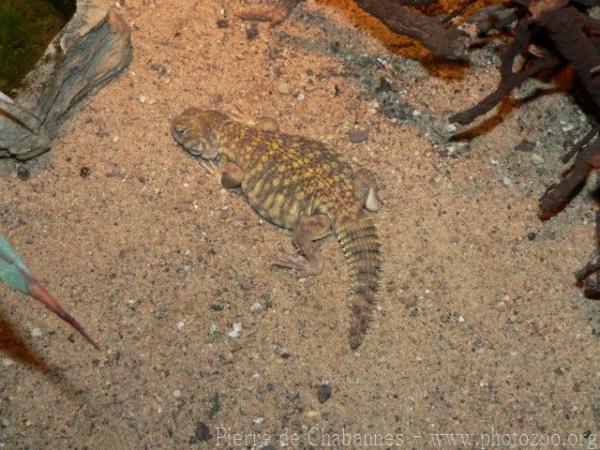 Egyptian spiny–tailed lizard