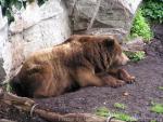 Grizzli bear