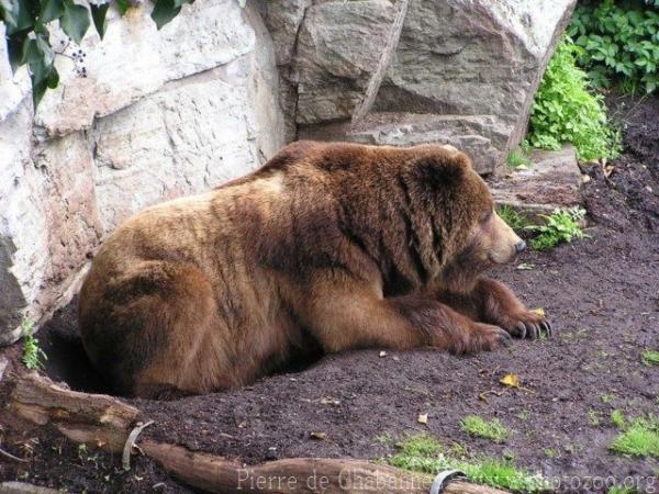 Grizzli bear