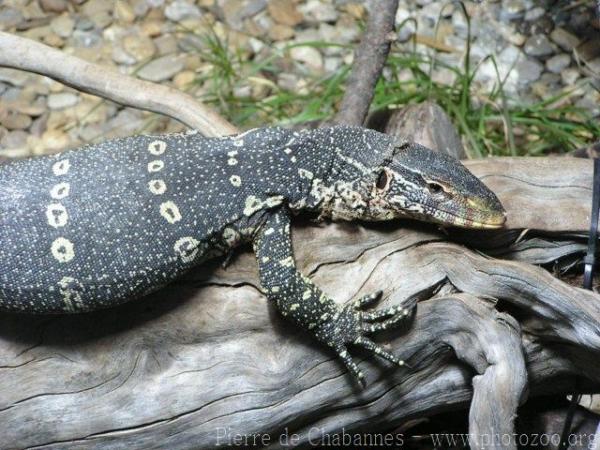 Ornate monitor