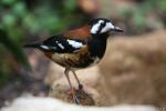 Chestnut-backed thrush *