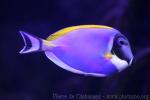 Powderblue surgeonfish