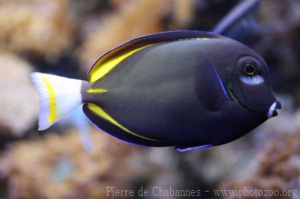 Whitecheek surgeonfish