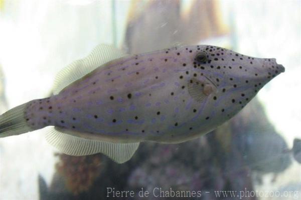 Scribbled leatherjacket filefish