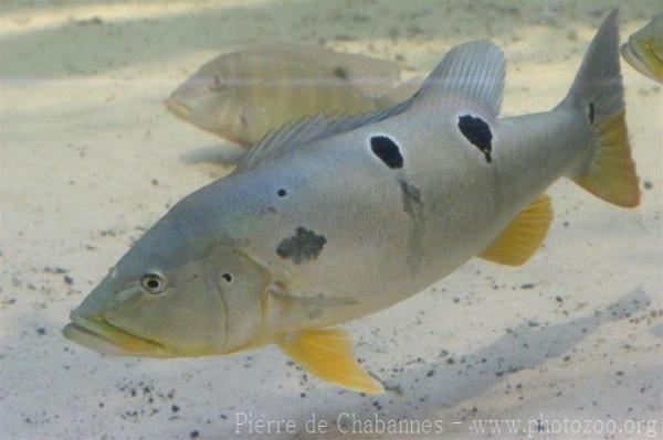 Pinima peacock cichlid