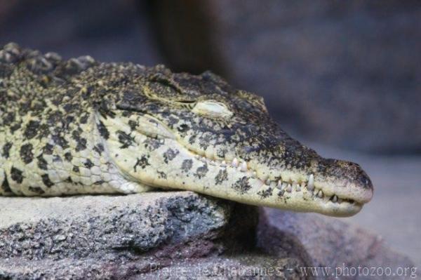 Cuban crocodile