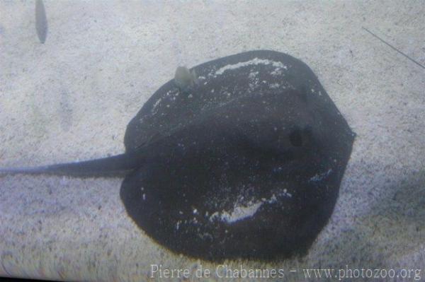 Southern stingray