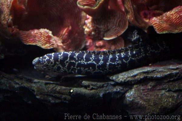 Chain moray