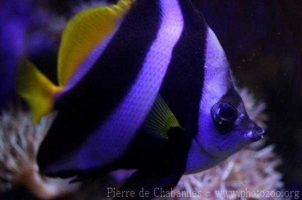 Pennant coralfish