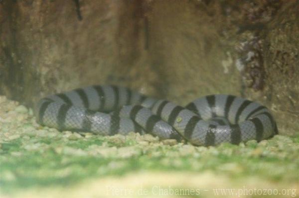 Yellow-lipped sea krait *