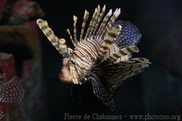 Red lionfish