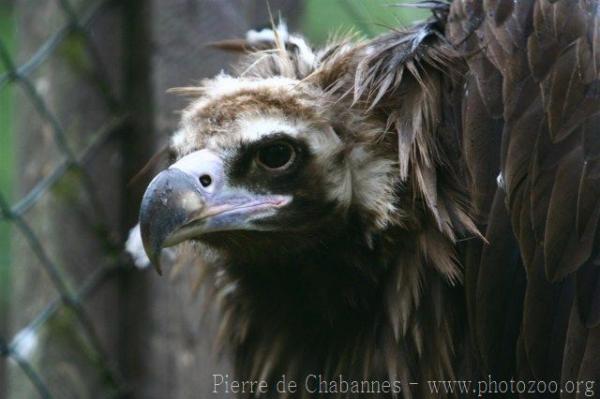 Cinereous vulture