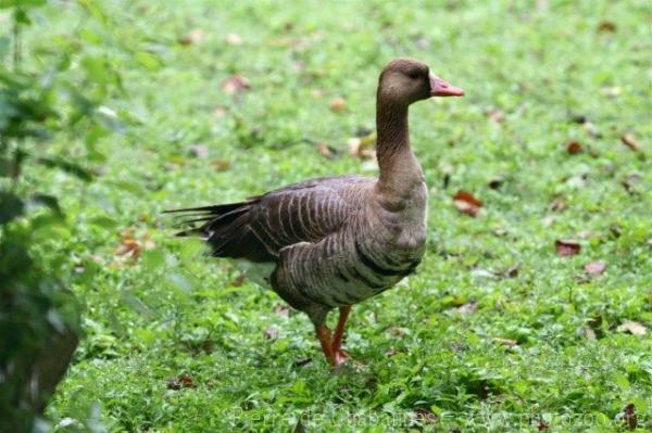 Greater white-fronted goose