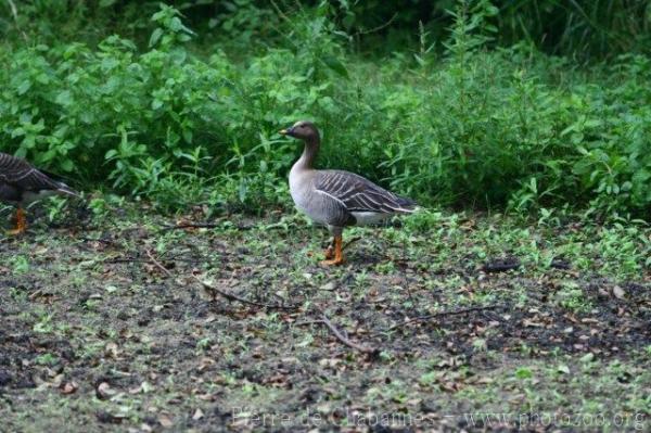 Bean goose