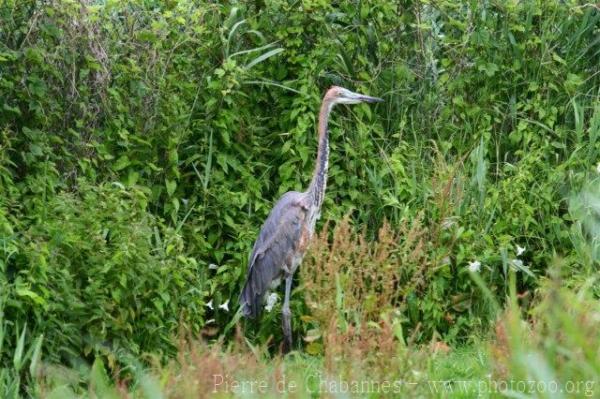 Goliath heron