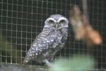 Spotted owlet