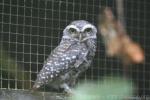 Spotted owlet