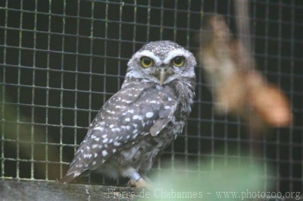 Spotted owlet