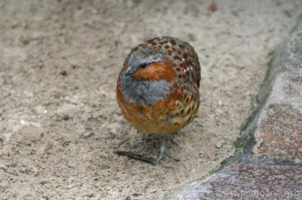 Chinese bamboo partridge