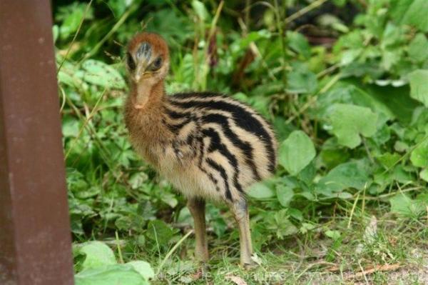 Southern cassowary