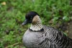 Hawaiian goose