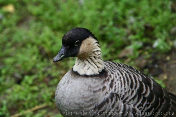 Hawaiian goose