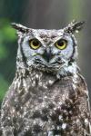 Spotted eagle-owl