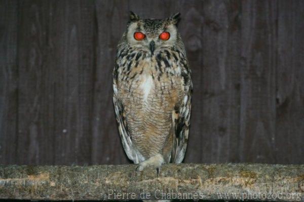 Pharaoh eagle-owl