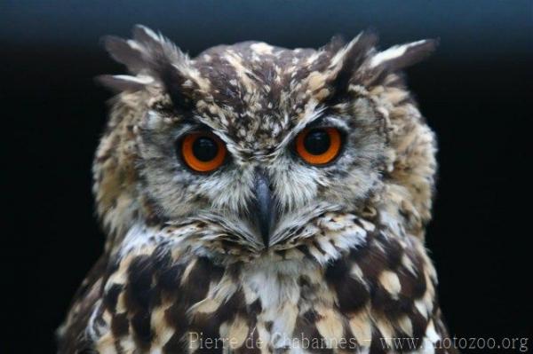 Cape eagle-owl