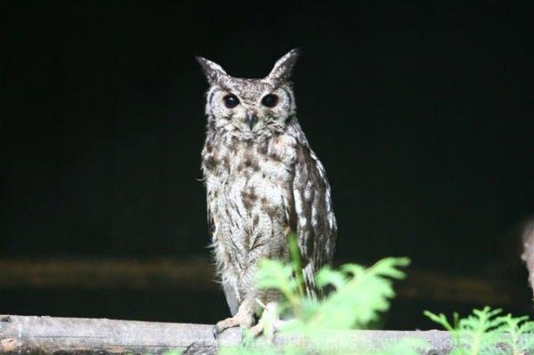 Greyish eagle-owl