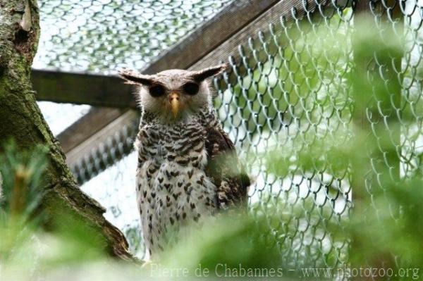 Spot-bellied eagle-owl