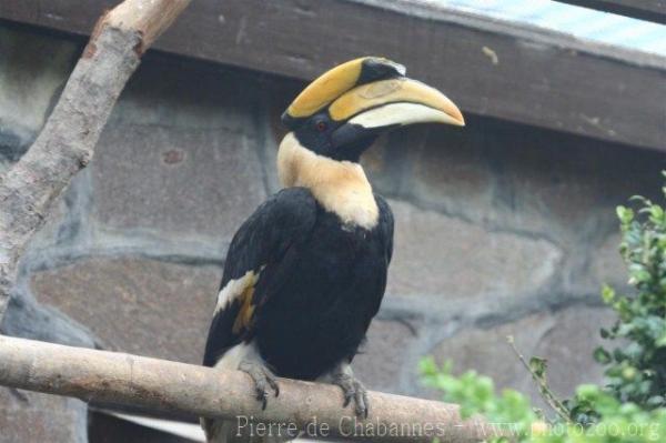 Great hornbill