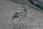 Peruvian thick-knee