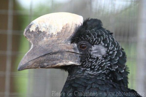 Grey-cheeked hornbill