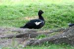 Muscovy duck