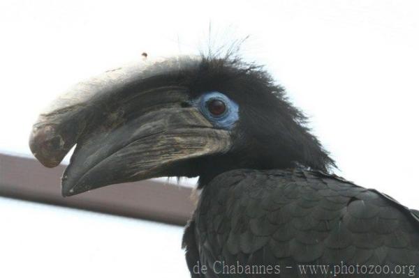 Black-casqued hornbill