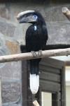 Black-casqued hornbill