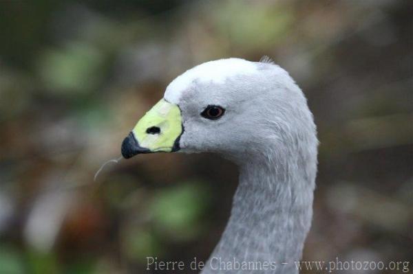 Cape Barren goose