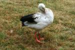 Andean goose