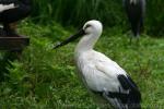 Oriental white stork