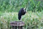 African woolly-necked stork