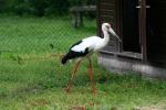 Maguari stork