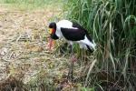 Saddlebill stork