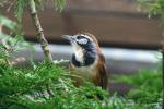 Greater necklaced laughingthrush