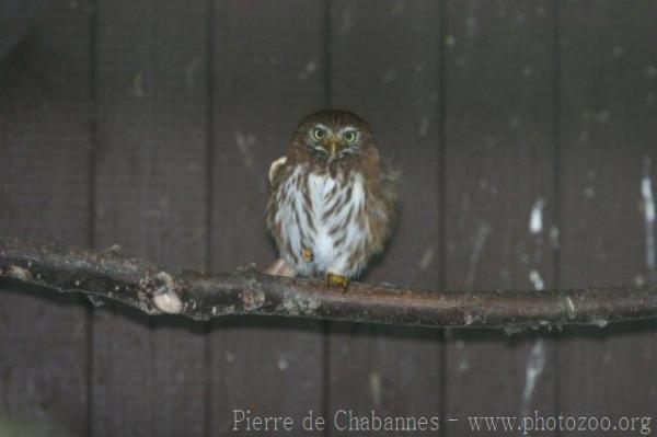 Ferruginous pygmy-owl