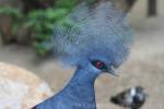 Western crowned-pigeon