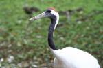 Red-crowned crane