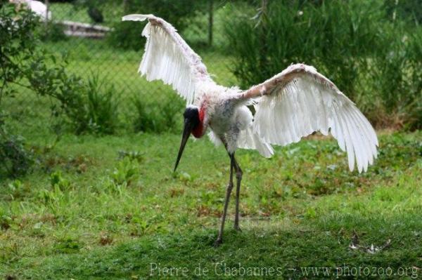 Jabiru *