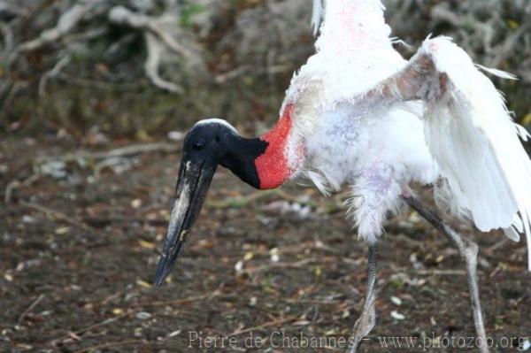 Jabiru *